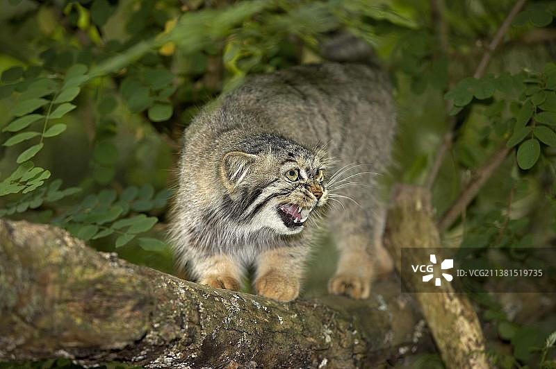 狞猫或帕拉斯猫(otocolobus manul)，在树枝上的成年猫图片素材