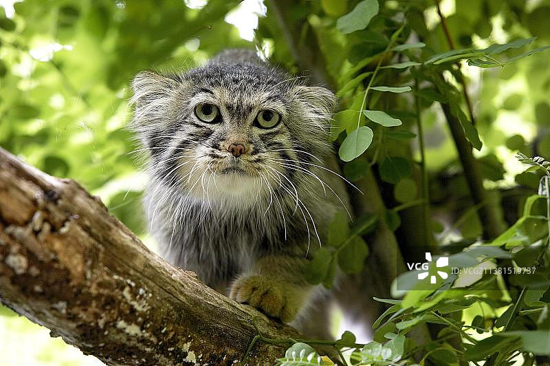 兔狲：成年兔狲在树枝上图片素材