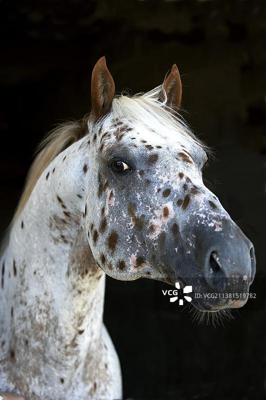 阿帕卢萨马肖像图片素材