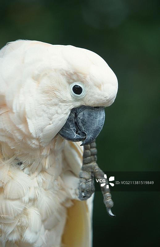 鲑色凤头鹦鹉图片素材