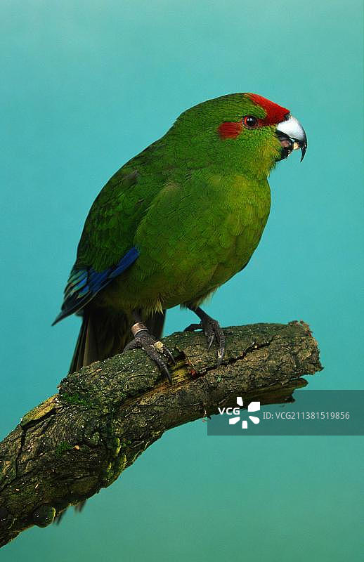 红额鹦鹉雄性图片素材
