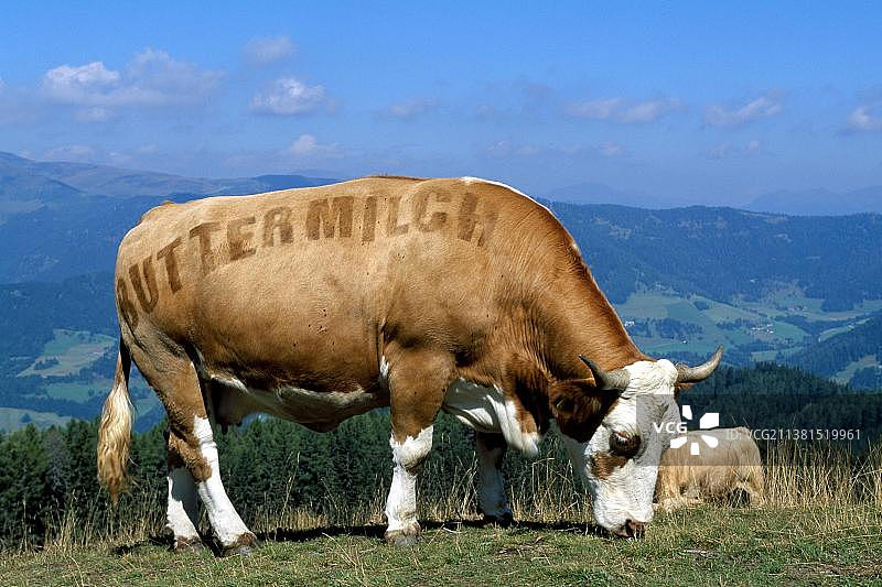 在奥地利卡林西亚州菲拉赫附近的格利岑山上，奶牛作为行走菜单图片素材