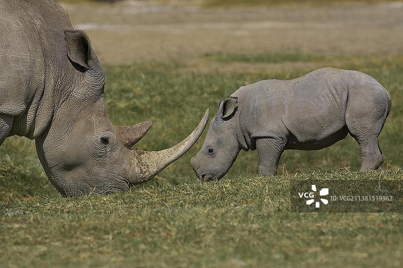 肯尼亚纳库鲁公园的白犀牛图片素材