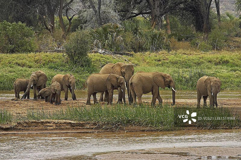 非洲象群在肯尼亚桑布鲁公园的河边图片素材