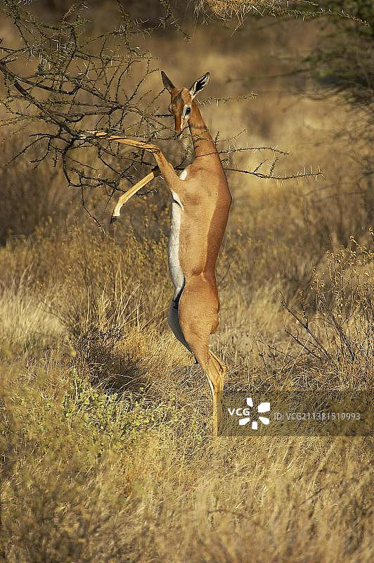 沃勒氏长颈羚（雌性）在肯尼亚桑布鲁公园吃树叶图片素材