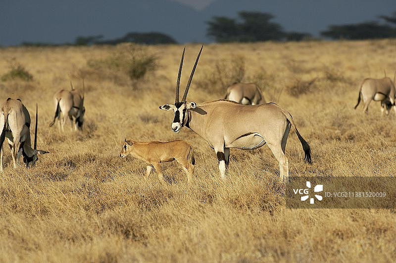 东非剑羚：肯尼亚马赛马拉国家公园图片素材