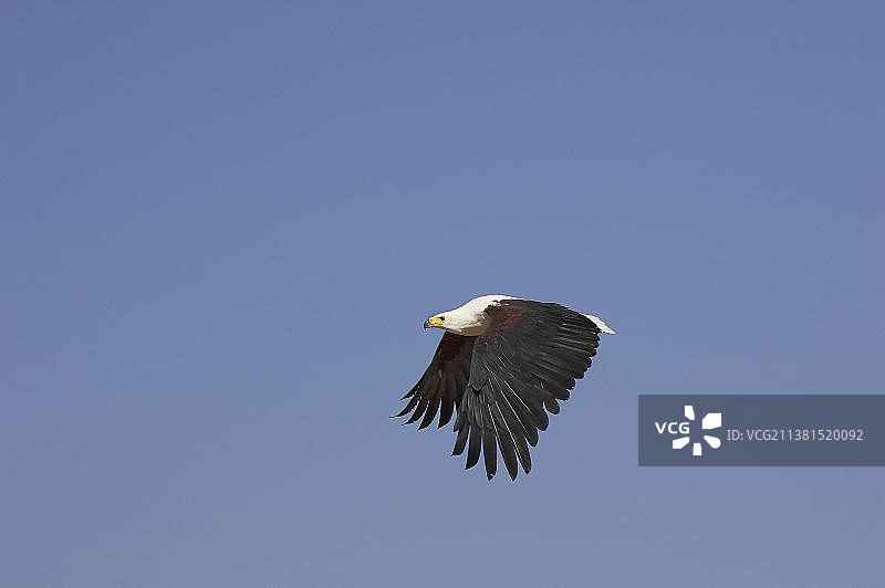 非洲鱼鹰在肯尼亚巴林戈湖上飞行图片素材