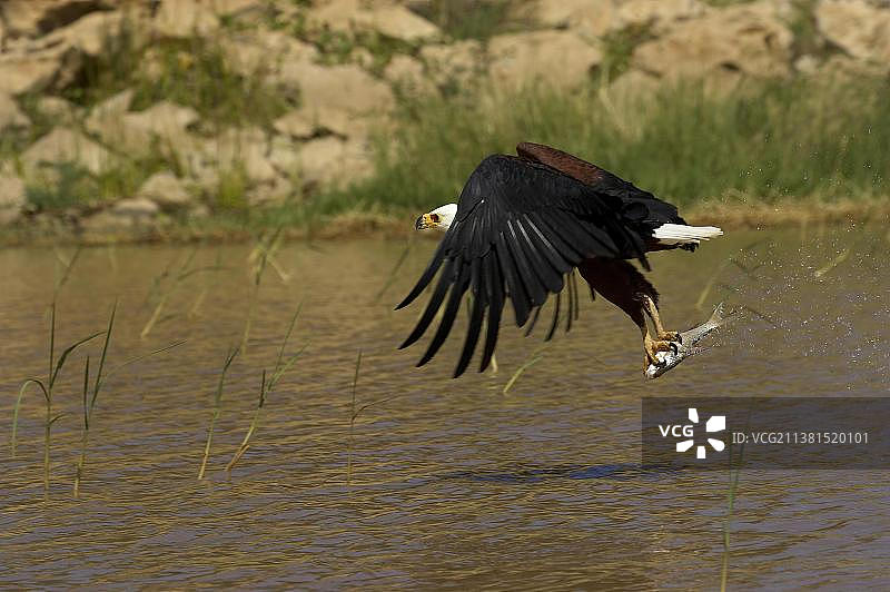 在肯尼亚巴林戈湖捕鱼的非洲海雕图片素材