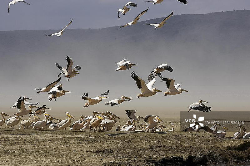 肯尼亚纳库鲁湖大白鹈鹕群体飞翔图片素材