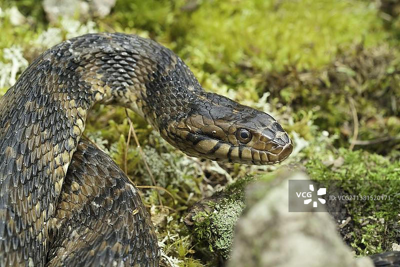原产于美国中南部的带状或南方水蛇图片素材