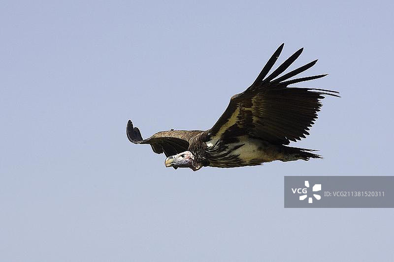 肯尼亚马赛马拉公园的兀鹫飞行图片素材