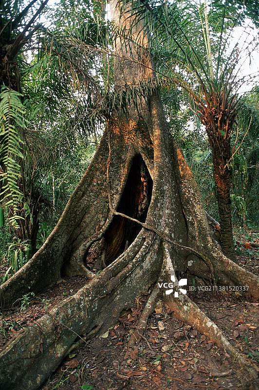 巴西马托格罗索州阿拉拉斯山脉热带雨林图片素材