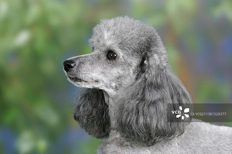 银色玩具贵宾犬图片素材