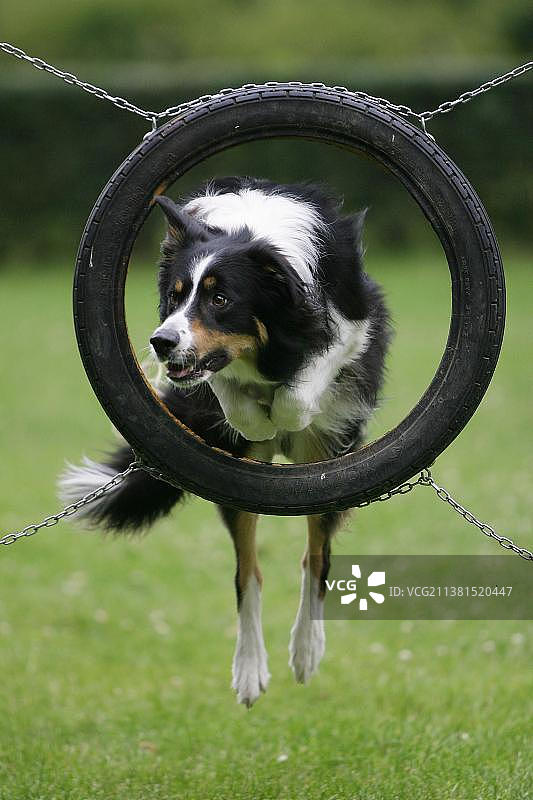 边境牧羊犬跳过障碍，敏捷图片素材