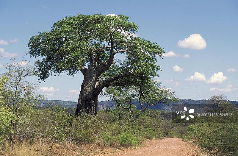 津巴布韦赞比西国家公园的猴面包树图片素材
