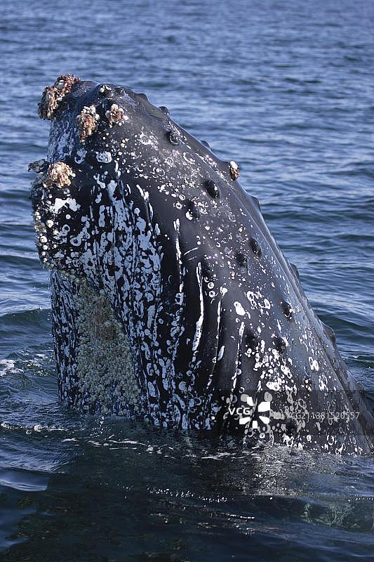 座头鲸（Megaptera novaeangliae），间谍跳跃，南非，非洲图片素材