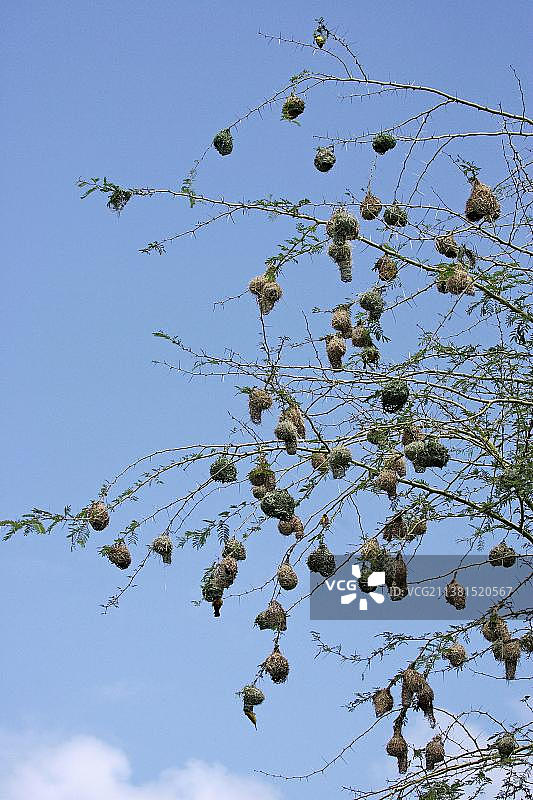 萨比沙禁猎区的小型织布鸟巢群，南非图片素材