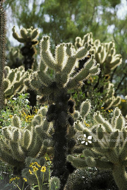 泰迪熊掌仙人柱，索诺拉沙漠，亚利桑那州，美国（Opuntia bigelovii）图片素材