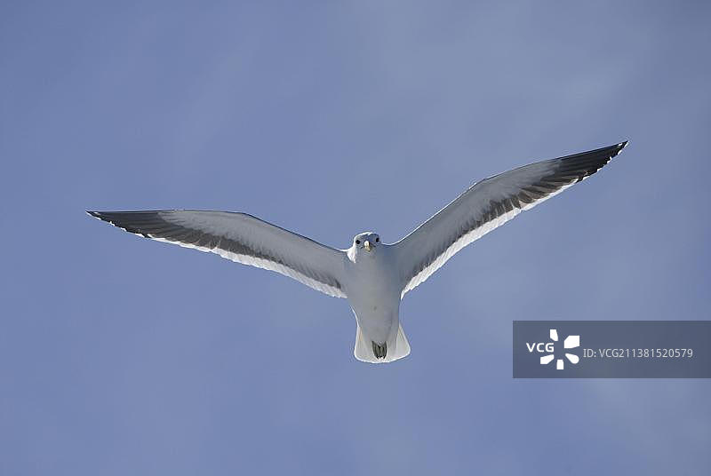 南非的南黑背鸥图片素材