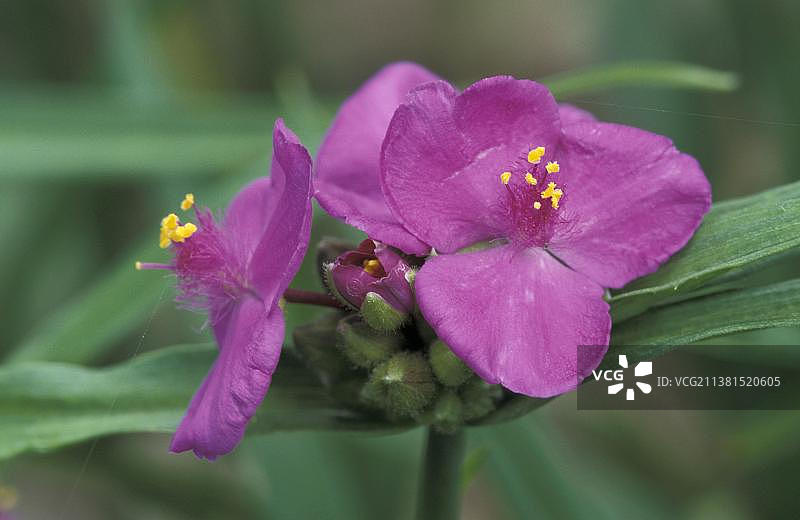 紫鸭跖草图片素材