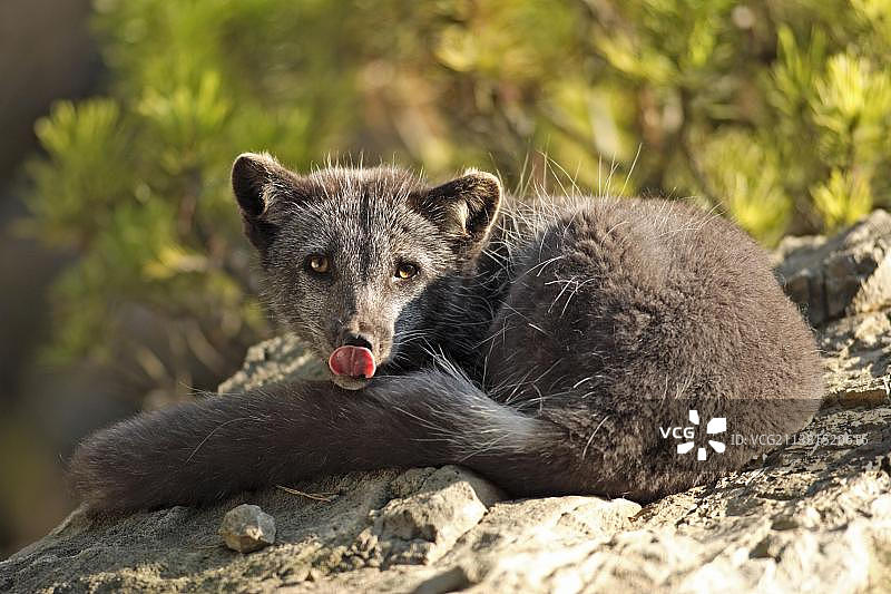 夏装北极狐图片素材