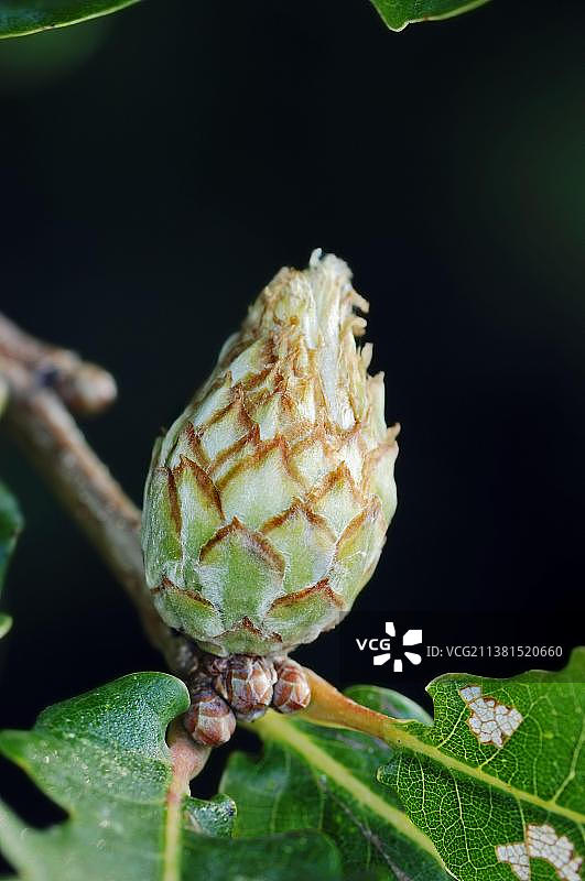 德国北莱茵-威斯特法伦的橡树瘿图片素材