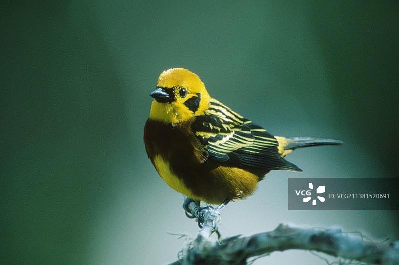 金色唐纳雀，委内瑞拉，南美洲图片素材