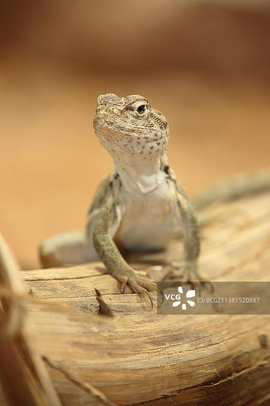 丽斑麻蜥图片素材