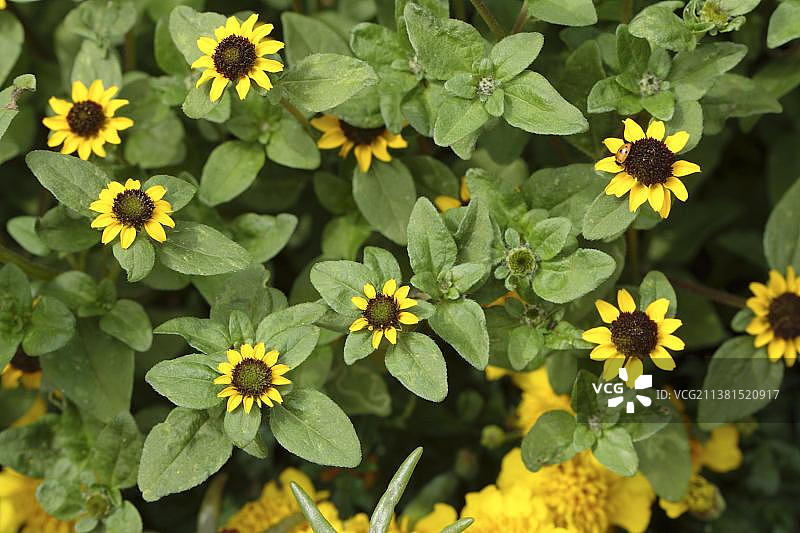 匍匐百日草图片素材