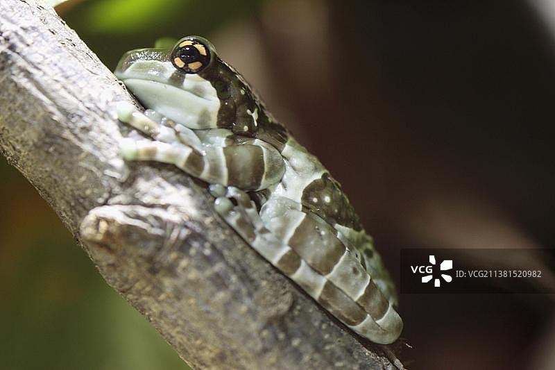 亚马逊树蛙侧面图片素材