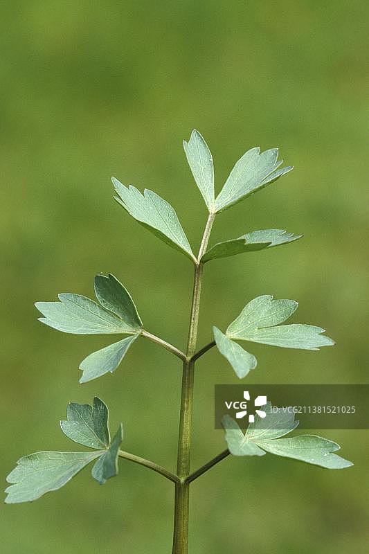 独活叶图片素材