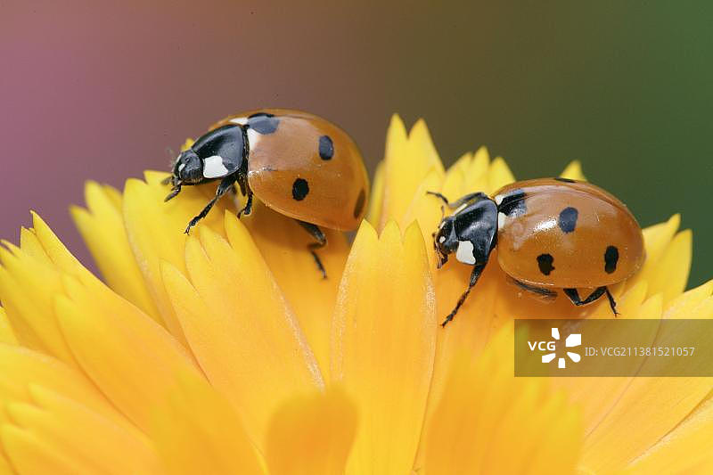 七星瓢虫，德国图片素材