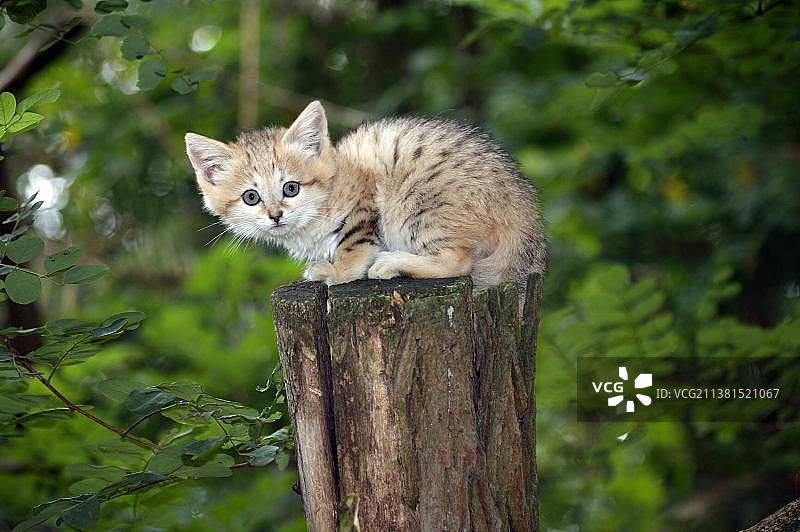 沙猫幼崽在树枝上图片素材