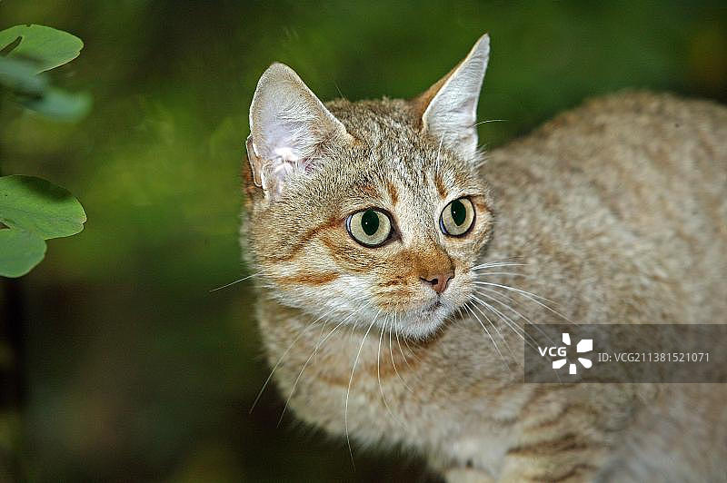 非洲野猫画像图片素材