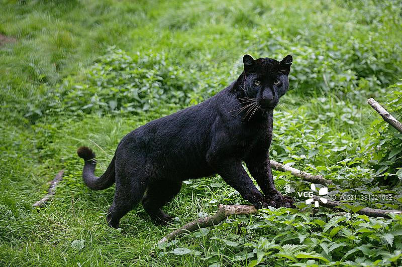 黑豹（Panthera pardus）图片素材