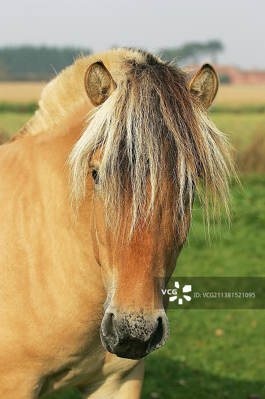 挪威峡湾马肖像图片素材