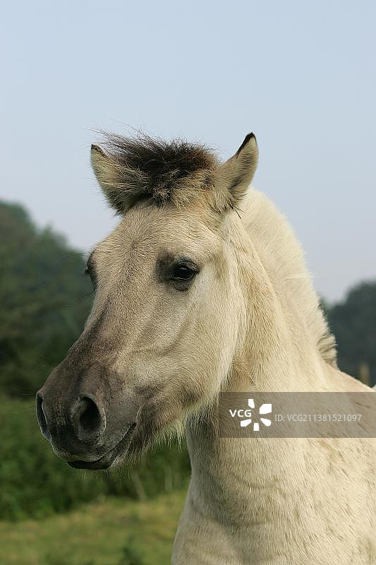 挪威峡湾马小马驹肖像图片素材