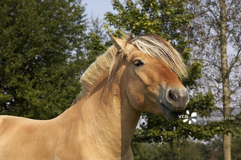 挪威峡湾马肖像图片素材