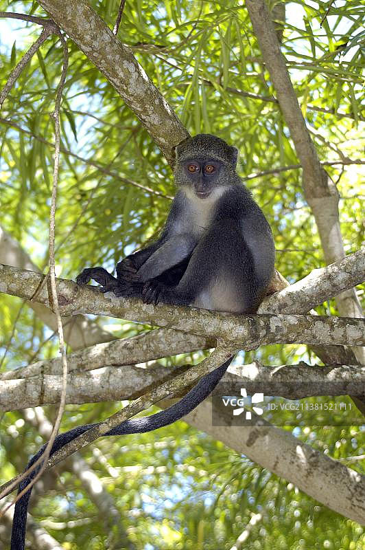 蓝猴，迪亚尼海滩，肯尼亚（Cercopithecus mitis）图片素材