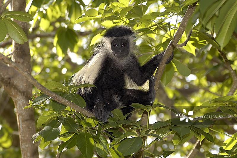 科卢布斯小猴，肯尼亚图片素材