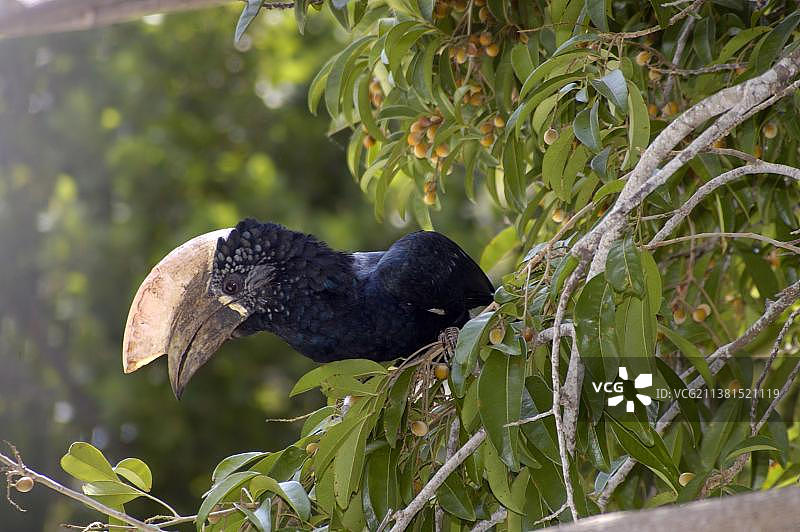 肯尼亚银颊犀鸟图片素材