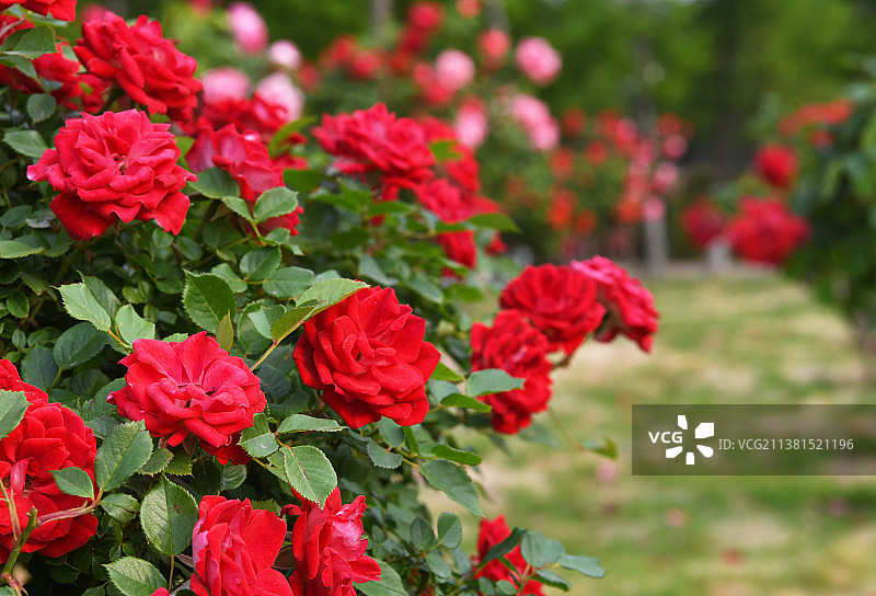 月季花园花香飘图片素材