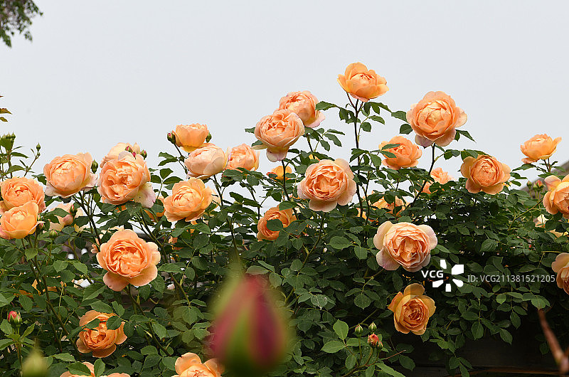月季花园花香飘图片素材
