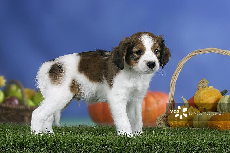 荷兰小水禽犬幼犬（7周）图片素材