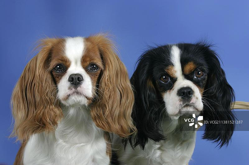 查理士王小猎犬，布伦海姆色和三色，户外和影棚图片素材