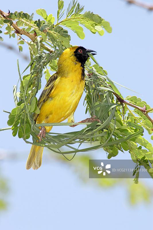 南非马迪克维国家公园的非洲织布鸟（雄性）正在筑巢图片素材