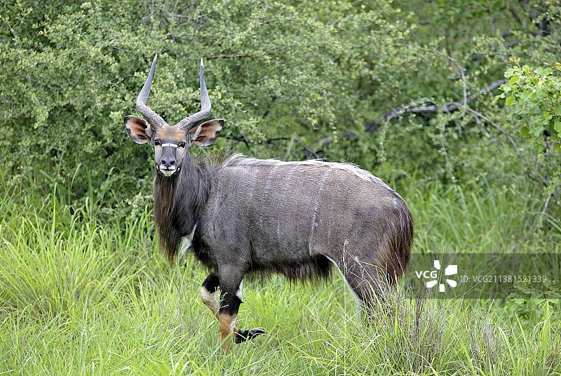 南非萨比沙禁猎区雄性尼亚拉羚羊图片素材