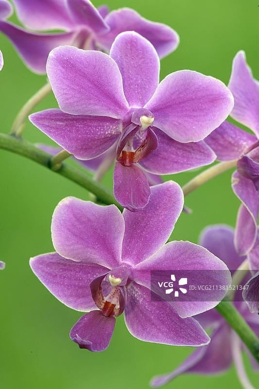 盛开的蝴蝶兰图片素材