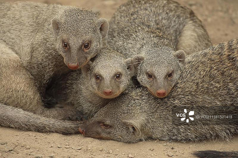 细长獴（Galerella sanguinea）肯尼亚图片素材