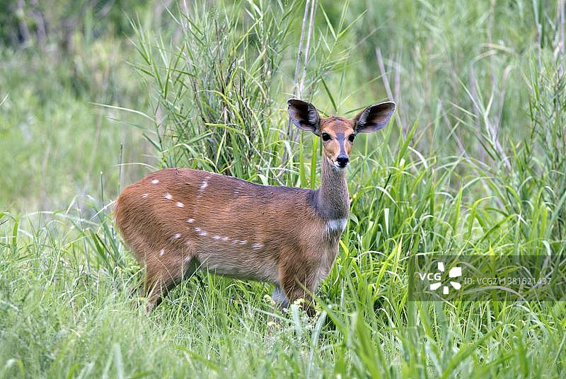 非洲薮羚（Tragelaphus scriptus），雌性，南非萨比沙禁猎区图片素材